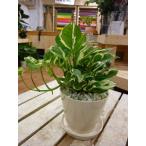 ポトス エンジョイ♪スタイリッシュな観葉植物♪場所取らずでちょこっと置くだけ♪誕生日やプレゼントや景品にも♪モダン風アジアンテイスト♪