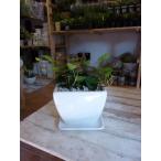 ハート形の葉っぱハートアイビーヘデ...