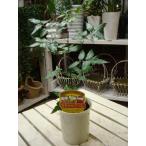 ミラクルニームの木♪４号鉢植え【害虫対策・防虫効果・虫よけ】エディブルフラワー（食用花）にも活用されています