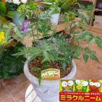 ミラクルニームの木　アンティーク風のテラコッタ♪大株仕上げタイプ♪エディブルフラワー（食用花）にも活用されています