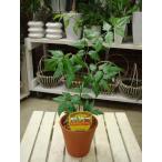 ミラクルニームの木の陶器鉢♪【プラスチック鉢では味わえない清潔オシャレ仕上げ】エディブルフラワー（食用花）にも活用されています