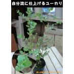  эвкалипт 3 номер рассада ( pot ) значительно ... собственный .. садоводство . отделка пожалуйста!.. изменение *.. корзина *.... и т.п.!