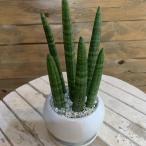 サンスベリア　スタッキー　ホワイトインテリア陶器鉢植え 受け皿付き　マットタイプ　花言葉は「永久・不滅」新築祝いにも♪