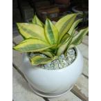 【ミニ観葉植物】サンスベリア　ゴールデンハニー【受け皿付き・陶器鉢】シンプルタイプ