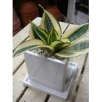 サンスベリアゴールデンハニー受け皿...