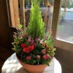 【送料無料】季節の寄せ植え♪コニファーゴールドクレスト シクラメン入り コンテナガーデン♪おまかせピック付き♪タイプ−D　テラコッタ陶器鉢