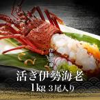 お歳暮 ギフト 贈り物に 伊勢海老 伊勢志摩産 活き 伊勢エビ 刺身 産地直送 天然 伊勢えび 三重県産 伊勢志摩直送 《約1kg 3尾(1尾約300g〜400g)》 送料無料