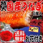 ギフト うなぎ 蒲焼き 国産 鰻 うなぎ蒲焼き 九州産 お花付き 2尾 大(約180g〜200g前後×2尾) 送料無料