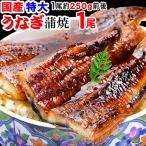 父の日・母の日 ギフト うなぎ 蒲焼き 国産 鰻 うなぎ蒲焼き 九州産 1尾 特大(約230〜250g前後×1尾)宮崎・鹿児島県産 送料1300円です ポイント利用