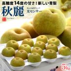 秋麗梨 12-14玉 (約5kg) 熊本産 秀品 しゅうれい 青梨 梨 なし ナシ pear 高糖度 和梨 食品 フルーツ 果物 和梨 残暑見舞い ギフト お供え 御供え