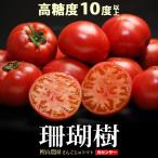 珊瑚樹 トマト (約1kg) 徳島産 S特撰 S特選 フルーツトマト さんごじゅ トマト とまと フルーツ 糖度10度以上 高糖度 甘い 野菜 トマト ギフト 贈答 お供え