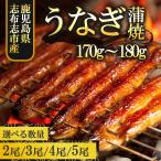 大楠うなぎ 蒲焼き 170g〜180g 4尾 国産 鹿児島県産 志布志市 鰻 ウナギ 父の日 お中元 お祝い ギフト 贈り物 送料無料 化粧箱入り タレ 山椒
