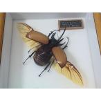 go ho nzuno Kabuto *70mm (. sho подлинный товар. образец )