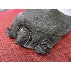  дальневосточная черепаха круг .... вверх (3~5 порции ) сырой ., передний пара часть, структура . имеется 