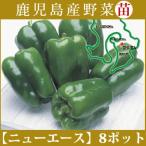  овощи рассада! [ рассада ] новый Ace [ зеленый перец ] 8 шт. комплект (9cm pot ) Кагосима 