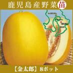  овощи рассада! [ рассада ] золотой Taro [makwa] 8 шт. комплект (9cm pot ) Кагосима 