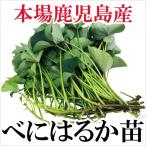  батат рассада .. ..1 пачка 10шт.@ Кагосима производство 