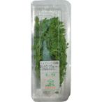  кервель ( собственный .-yu) 1 упаковка Kyushu * Ooita * Fukuoka производство 