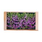 shi эта цветок .!. фиолетовый .( цветок .*...*...) 1 листов 