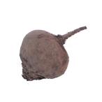  Be tsu( огонь ..* сад свекла *uzmaki дайкон ) 1 шар 