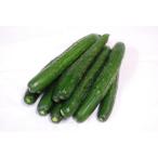 ( economical ) Kyushu production cucumber ( cucumber *..*..-.* cue li) 1kg [ Kyushu * Kumamoto * Fukuoka production ]