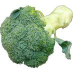 国産　ブロッコリー　凝縮された森。（和名・緑化野菜）　　1株　【北海道・石川産】