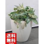  бесплатная доставка .... Mix зеленый горшок имеется офис зеленый декоративное растение интерьер зеленый H650 человеческий труд декоративное растение б/у 