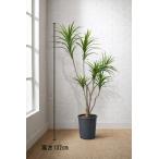  Tokyo район бесплатная доставка драцена темно синий sinne способ искусственная зелень H1320 / примерно 1.3m горшок имеется поддельный tree человеческий труд декоративное растение 