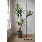  Tokyo район бесплатная доставка драцена темно синий sinne способ искусственная зелень H1600 / 1.6m горшок имеется человеческий труд декоративное растение 