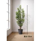  Tokyo район бесплатная доставка каучуковое дерево способ искусственная зелень H1580 / примерно 1.6m интерьер зеленый человеческий труд декоративное растение 