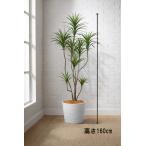  Tokyo район бесплатная доставка драцена темно синий sinne способ искусственная зелень H1600 / 1.6m интерьер зеленый человеческий труд декоративное растение 