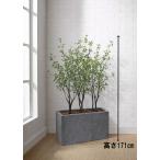  Tokyo район бесплатная доставка искусственная зелень H1710 / примерно 1.7m человеческий труд декоративное растение падуб серия горшок имеется посадочная машина имеется 