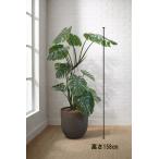  Tokyo район бесплатная доставка искусственная зелень H1580 / примерно 1.6m монстера способ человеческий труд декоративное растение горшок имеется посадочная машина имеется 