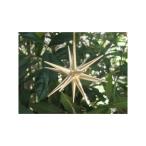 ERZオーナメント　ベツレヘムの星（小）立体 金の星