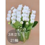 ミディ胡蝶蘭3本立ち（21輪以上） ホワイト 自社配達 東京23区限定販売