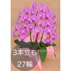 大輪胡蝶蘭3本立ち（27輪以上）ピンク 自社配達 東京23区限定販売