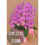 大輪胡蝶蘭3本立ち（33輪以上）ピンク 自社配達 東京23区限定販売