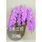 大輪胡蝶蘭3本立ち（39輪以上） ピンク 自社配達 東京23区限定販売