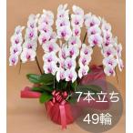 大輪胡蝶蘭7本立ち（49輪以上） 白赤リップ 自社配達 東京23区限定販売