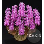 大輪胡蝶蘭10本立ち ピンク 自社配達 東京23区限定販売