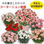【母の日 対応商品】カーネーション鉢植 5号 品種指定! 日付指定可 千葉県銚子の木村園芸限定 カーネーション 母の日当日