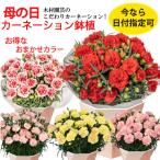 母の日 カーネーション鉢植 5号 日付指定可 品種おまかせ【母の日対応商品】 鉢カバー付き プレゼント 花 ギフト