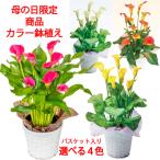 【母の日 対応商品】 カラーリリィ 5号鉢植え（ピンク オレンジ イエロー ホワイト 選べる4色） (毎年咲きます) オランダ屋