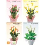 【母の日 対応商品】 カラーリリィ 5号鉢植え（ピンク オレンジ イエロー ホワイト 選べる4色） (毎年咲きます) オランダ屋