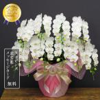 胡蝶蘭 スーパーアマビリスデラックス10本立ち 花 ギフト 開店祝い 開院祝い 鉢植え お祝い 母の日 プレゼント 花鉢 花 2025