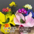 ミニ胡蝶蘭 1本立ち 蘭 胡蝶蘭 花  誕生日 お祝い ギフト 母の日 プレゼント 鉢植え 花鉢 2024