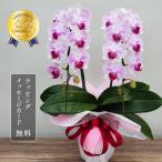 胡蝶蘭 オリビア2本立ち【全国洋らん品評会金賞受賞胡蝶蘭】ギフト 父の日 母の日 開店祝い お祝い 誕生日 プレゼント 花 鉢植え 花鉢 2025