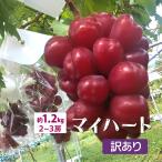 山形県 ぶどう マイハート 訳あり 約1.2kg 2〜3房 朝日町 減農薬 10月上旬〜順次発送