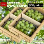  виноград автомобиль in мускат есть перевод шарик cut упаковка примерно 1.2kg 300g×4 упаковка прохладный ( рефрижератор рейс ) Yamagata префектура восток корень город 9 месяц последняя декада ~ последовательный отправка 