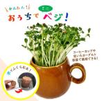 o... Mini beji.... земля . ростки культивирование! можно выбрать товар вид 